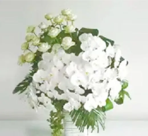 ノーブルフラワー（胡蝶蘭）