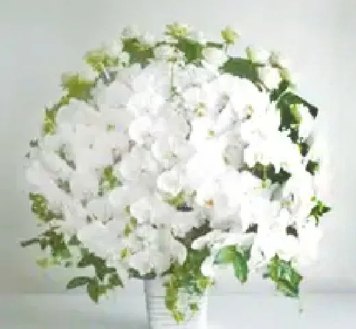 エレガンスフラワー（胡蝶蘭）