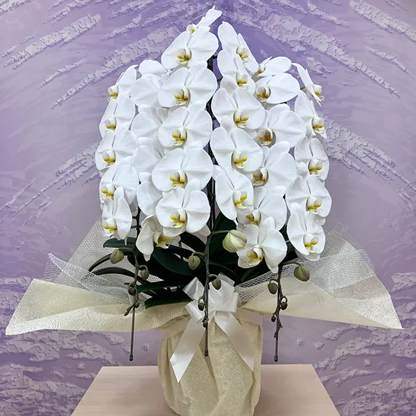 胡蝶蘭(鉢植)