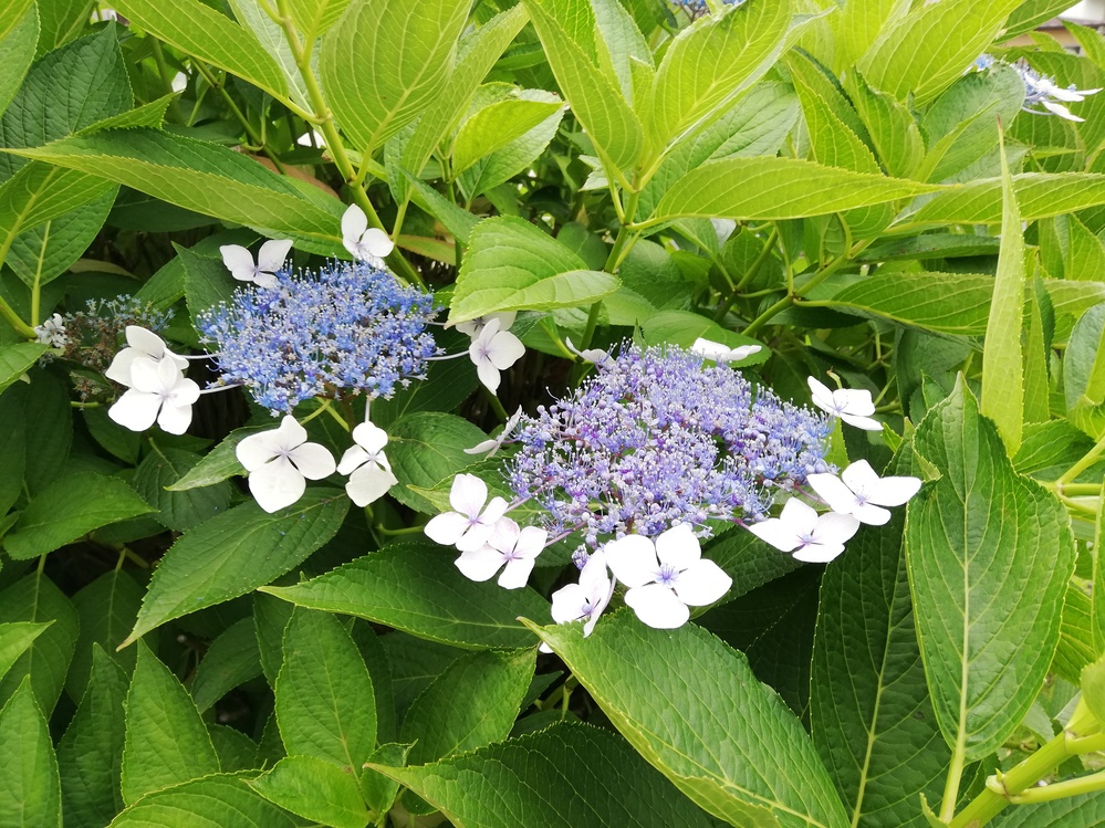 7月ブログ 日野会館
