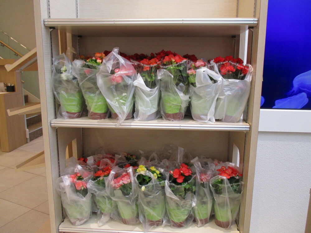 8月ブログ 湘南海岸 イベント画像