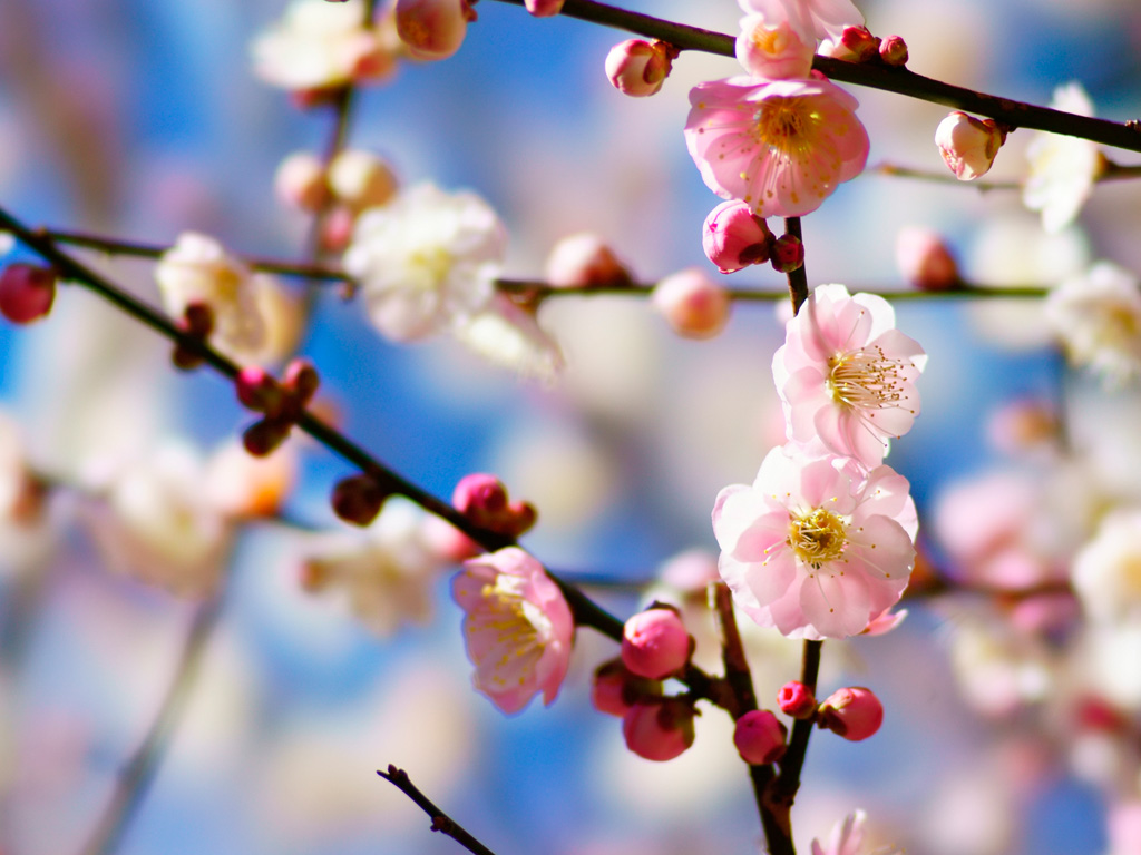 202201ブログ梅 小田原SH