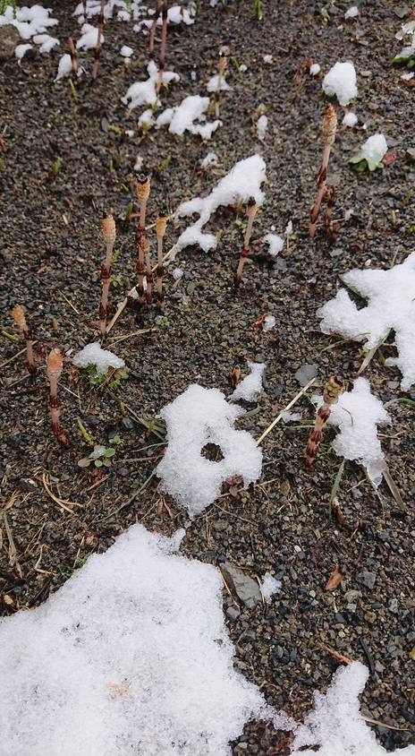 2022年4月ブログ 日野会館