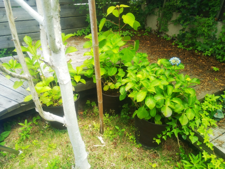 2022年6月小田原SHブログ