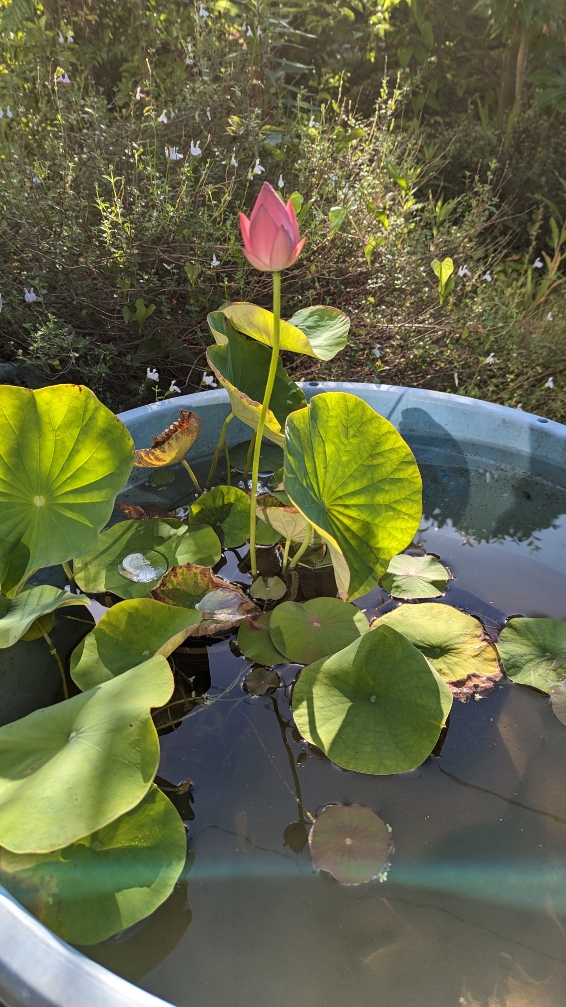 0623小田原式典SH