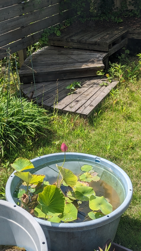 0623小田原式典SH