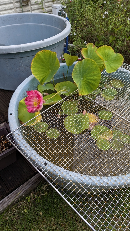 0623小田原式典SH