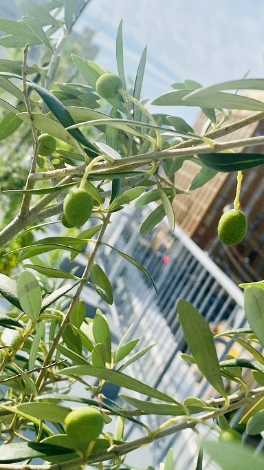 0726伊勢原駅南口ファミリーホール