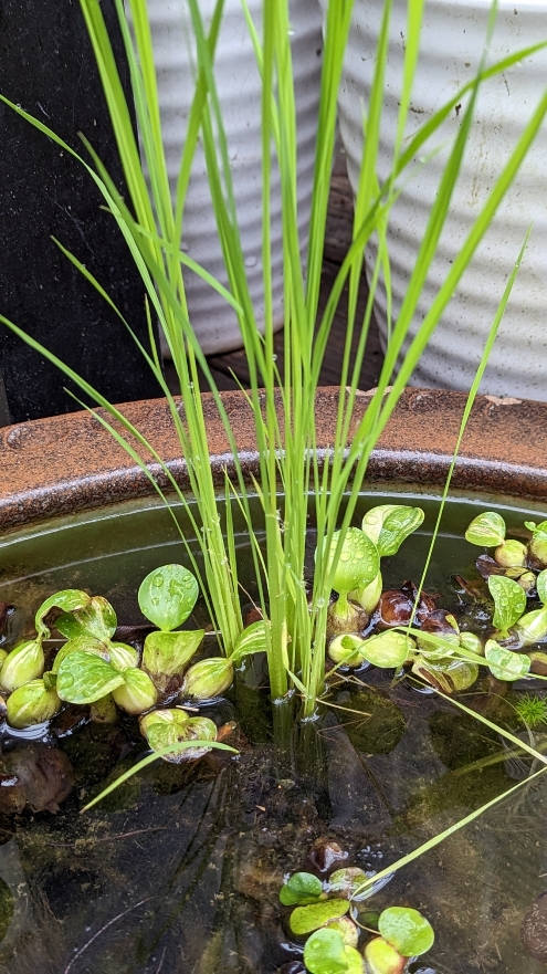 0721小田原式典総合ホール