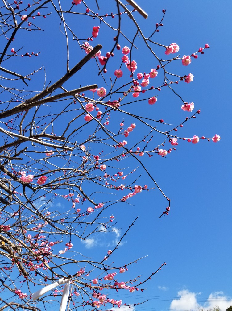 2月ブログ平塚斎場