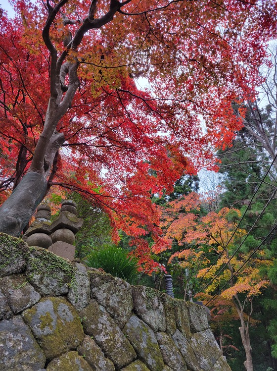 11月ブログ平塚斎場